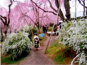 京都・原谷苑