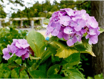 紫陽花