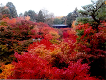 錦秋の東福寺